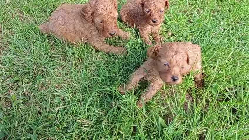 Caniche Toy perros en venta: Caniche toy  - Video 2