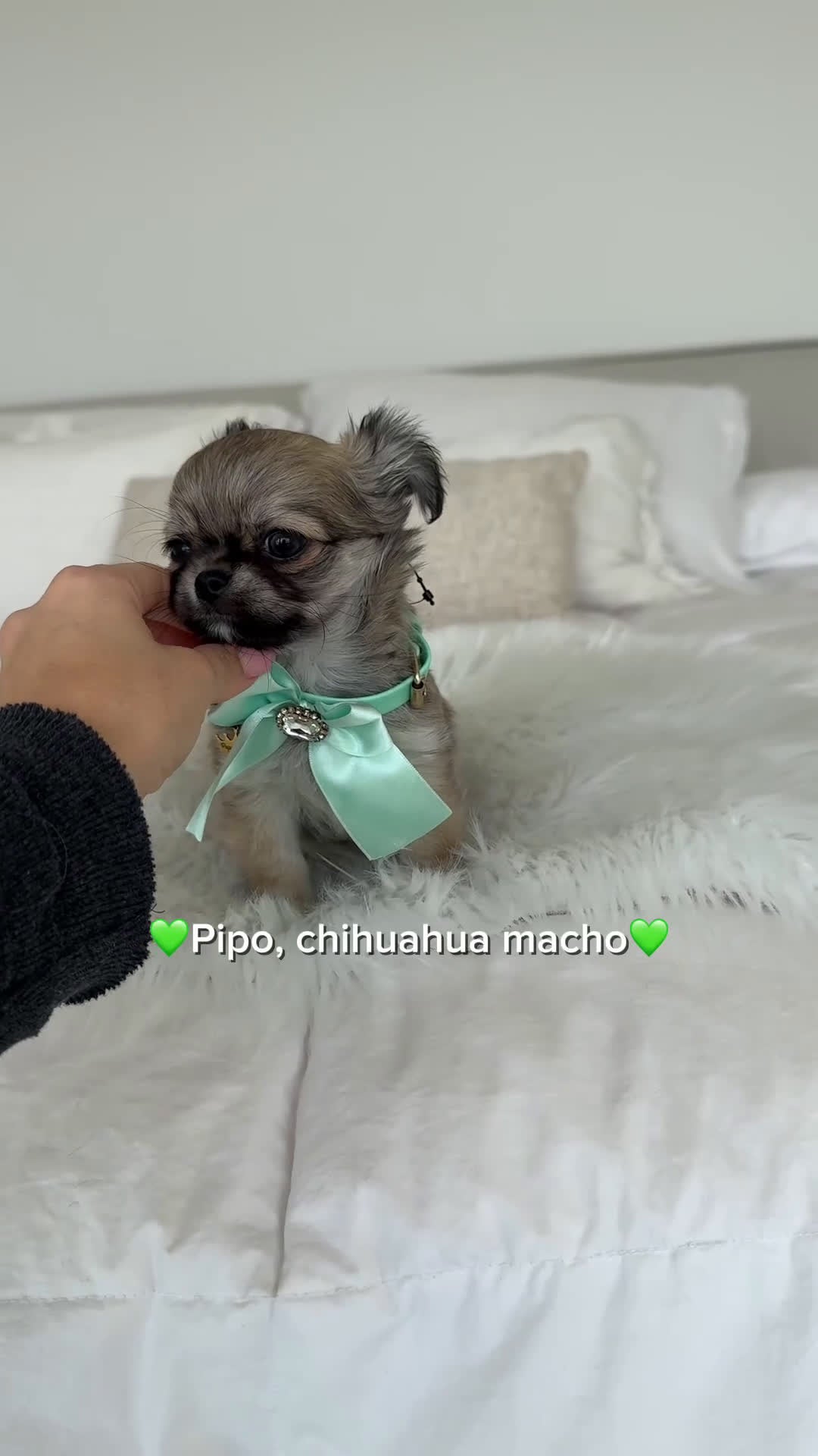 Chihuahua perros en venta: Chihuahua pelo largo - Video 1