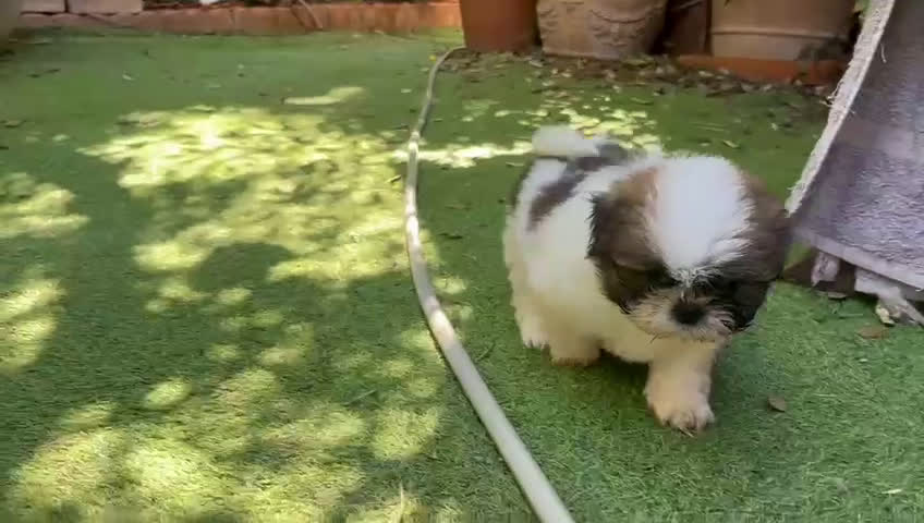 Shih Tzu perros en venta: SHIH TZU MACHO EXCLUSIVO. - Video 1