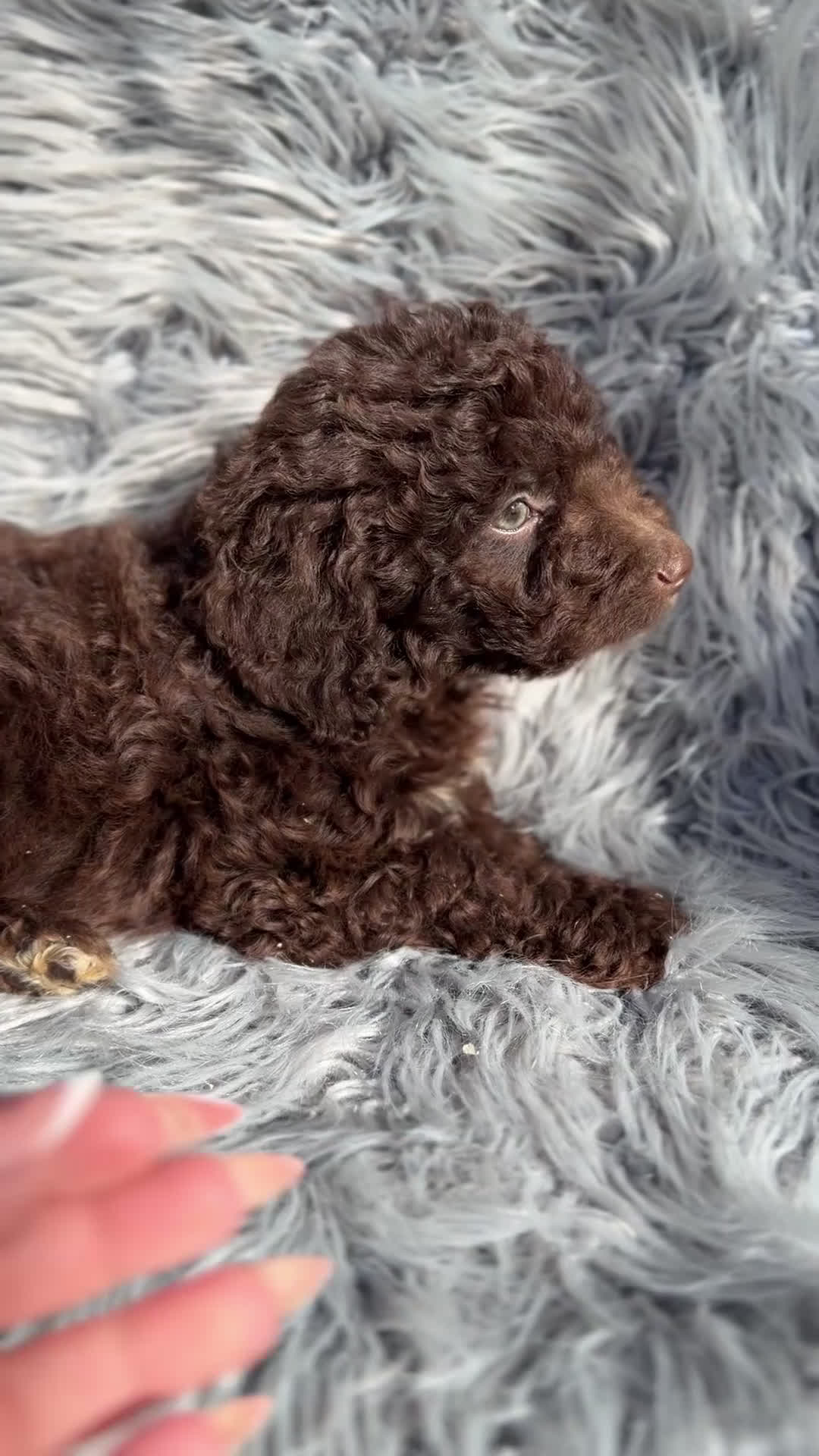 Perro de Agua Español perros en venta: Pdae chocolate  - Video 1