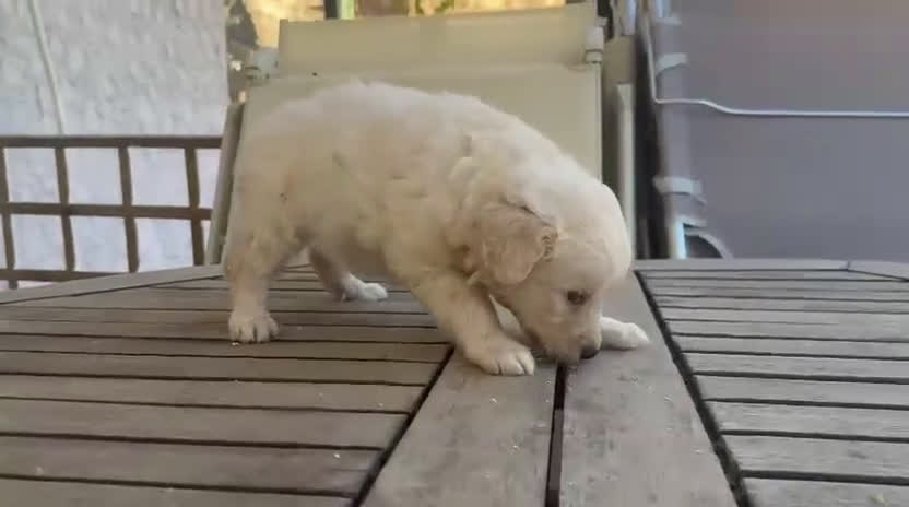 Raza Mixta perros en venta: Golden retriever con bulldog francés  - Video 2