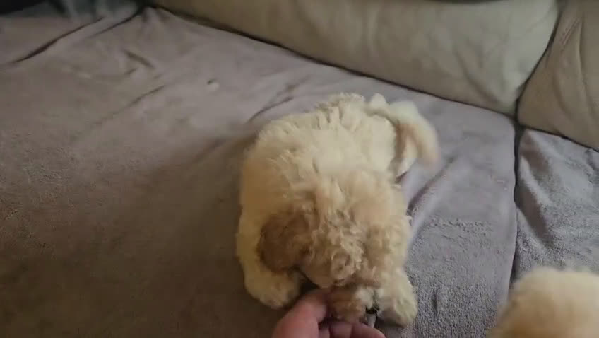 Caniche Toy perros en venta: Oportunidad  - Video 2