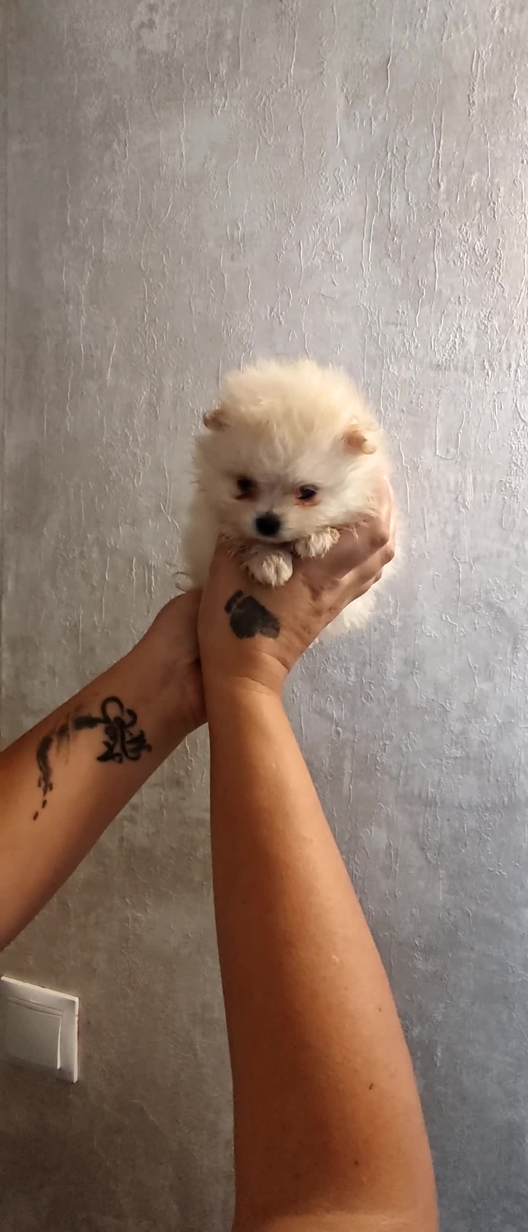 Pomerania perros en venta: ECONÓMICOS Disponible Hembras y 2 macho POMERANIA - Video 1