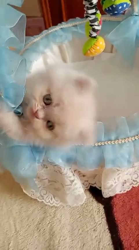 Persa gatos en venta: Gatitos persa Himalayos  - Video 5