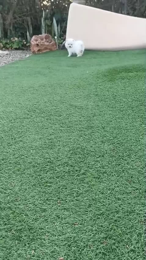 Pomerania perros en venta: Pomerania lulu Toy macho blanco  - Video 1