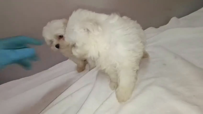 Bichón Maltés perros en venta: HEMBRITAS BICHÓN MALTÉS  - Video 1