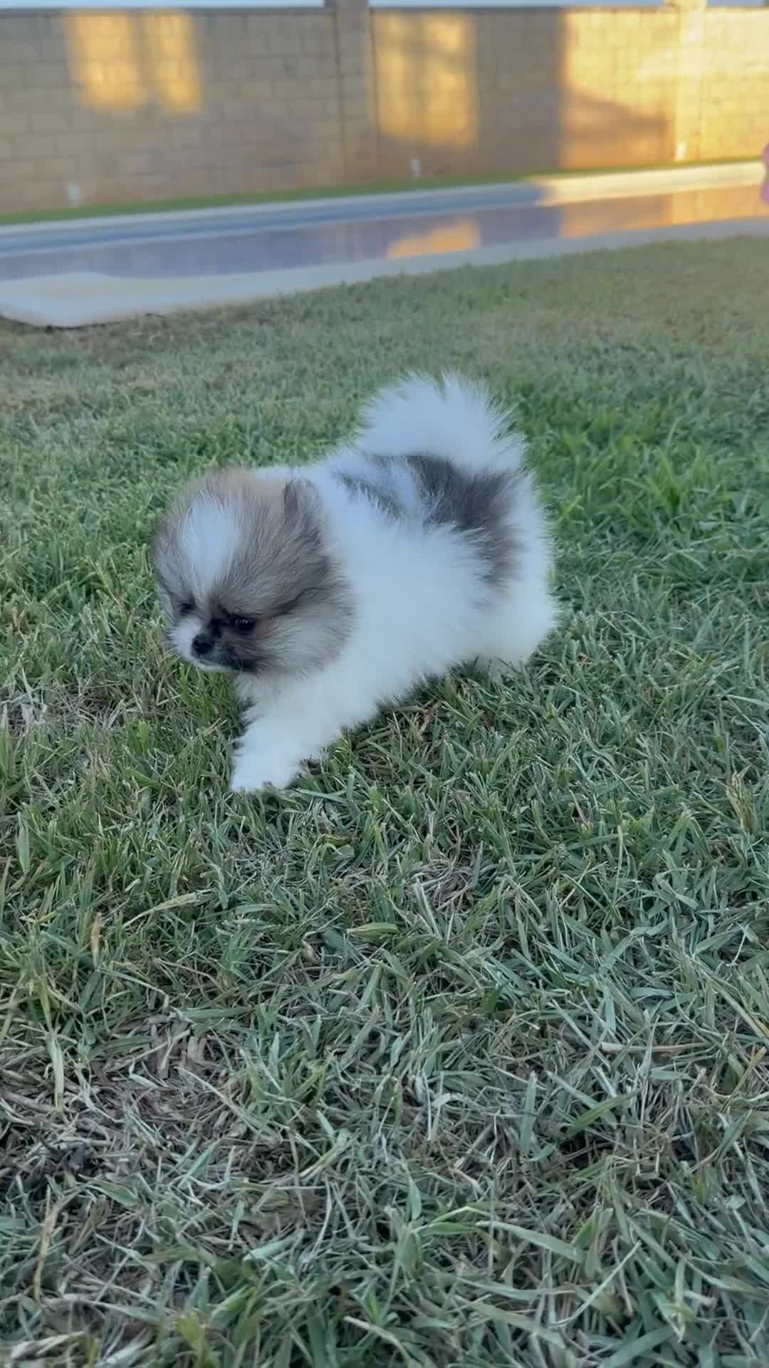 Pomerania perros en venta: Alta selección de Pomeranias  - Video 2
