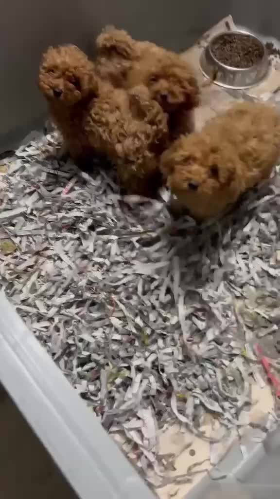 Caniche Toy perros en venta: Caniches toy Rojo  - Video 1