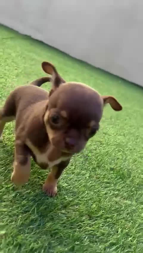 Chihuahua perros en venta: Chihuahua toy  - Video 3