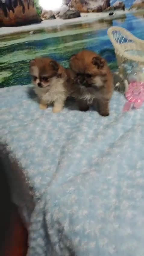 Pomerania perros en venta: POMERANIA - Video 2