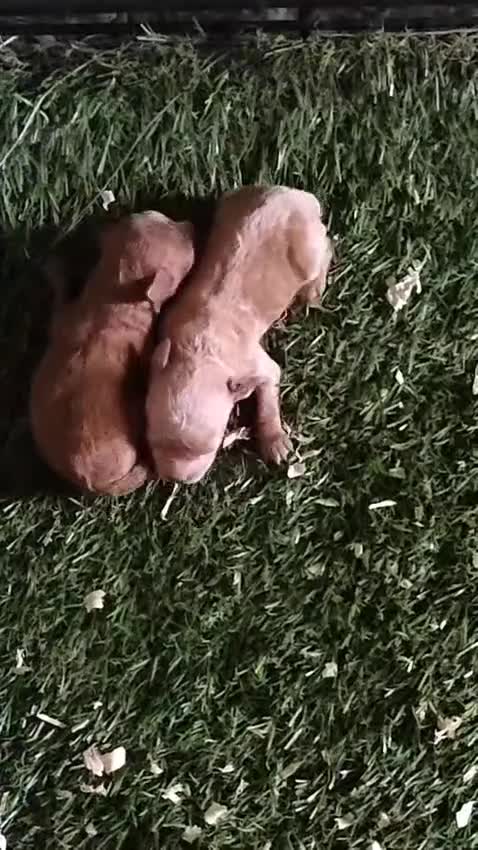 Caniche Toy perros en venta: Última Caniche Toy Apricot hembra - Video 4