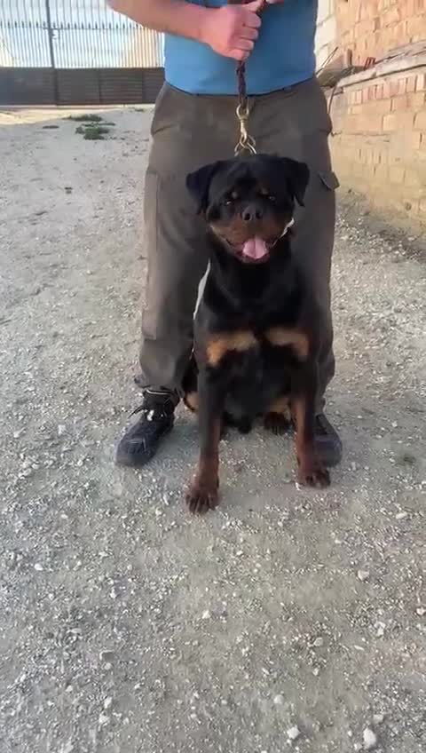 Rottweiler perros en venta: Rottweiler - Video 1