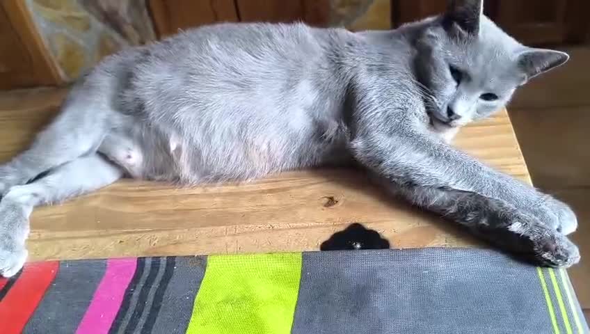 Azul Ruso gatos en venta: Camada de azul ruso - Video 1