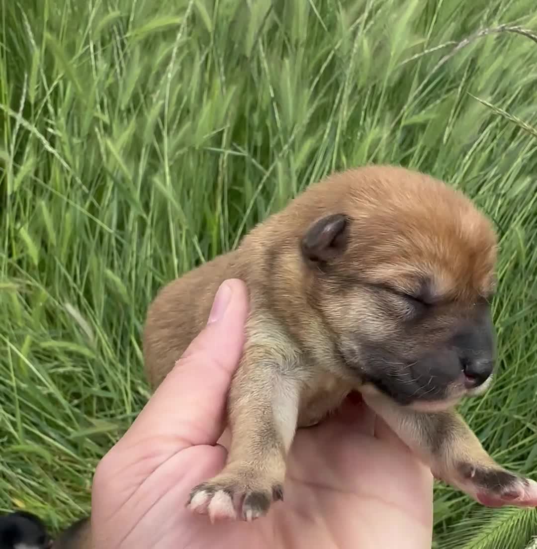 Schnauzer Miniatura perros en venta: Schnauzer Camada Especial  en Salamanca - Video 1