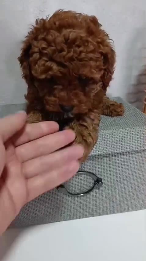 Caniche Toy perros en venta: Hembra de caniche toy rojo - Video 1