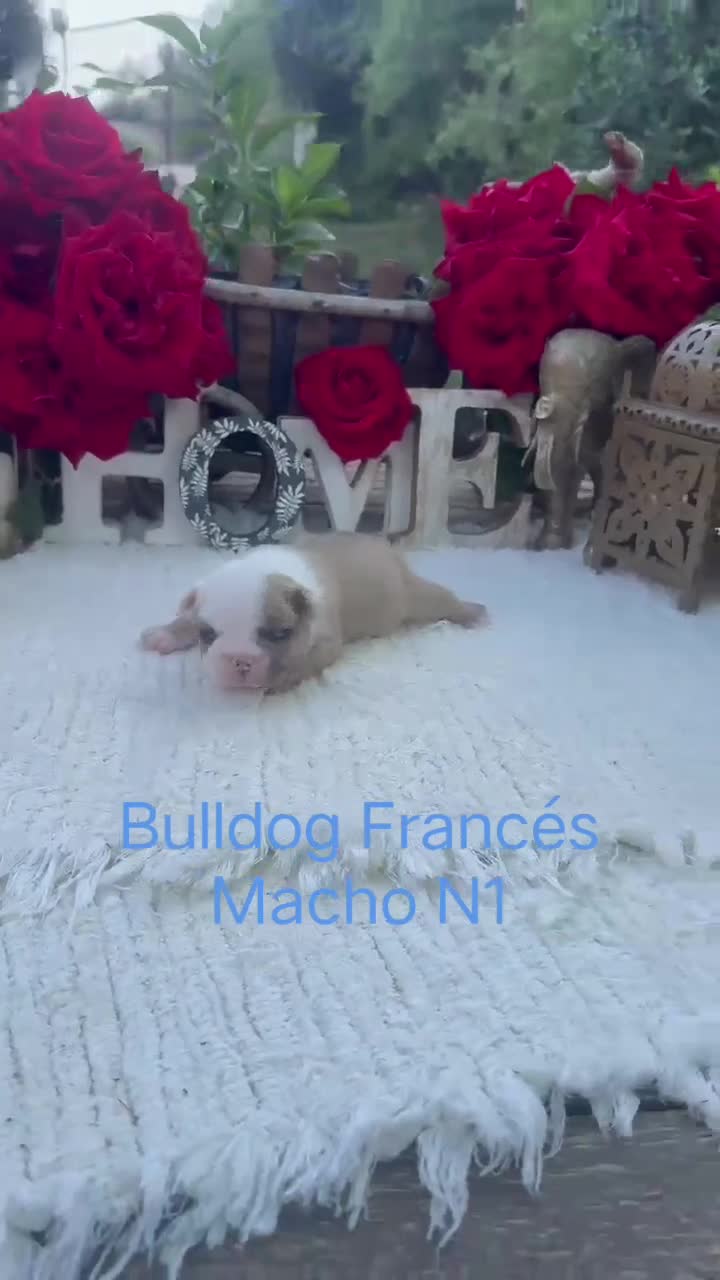 Bulldog Francés perros en venta: Bulldog francés exóticos merles preciosos  - Video 1