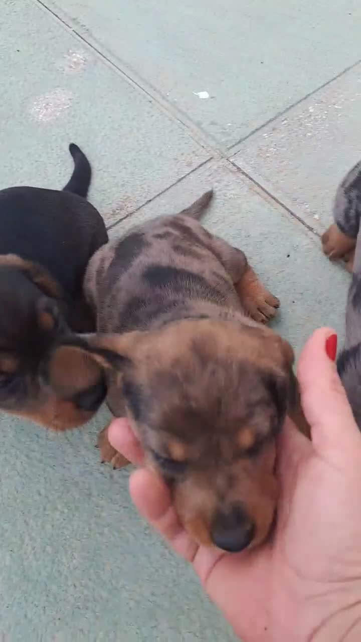 Teckel perros en venta: Teckel  - Video 1