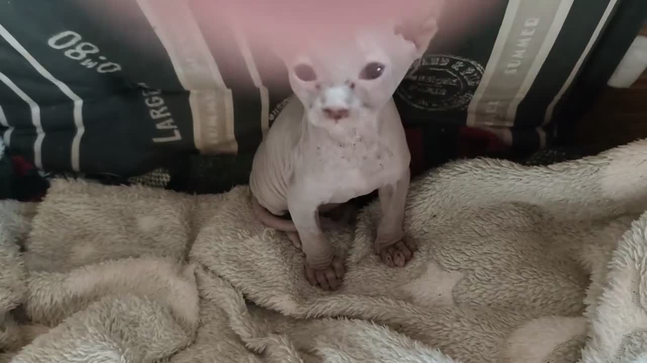 Sphynx gatos en venta: Fabuloso Spynx blanco ocuro - Video 2