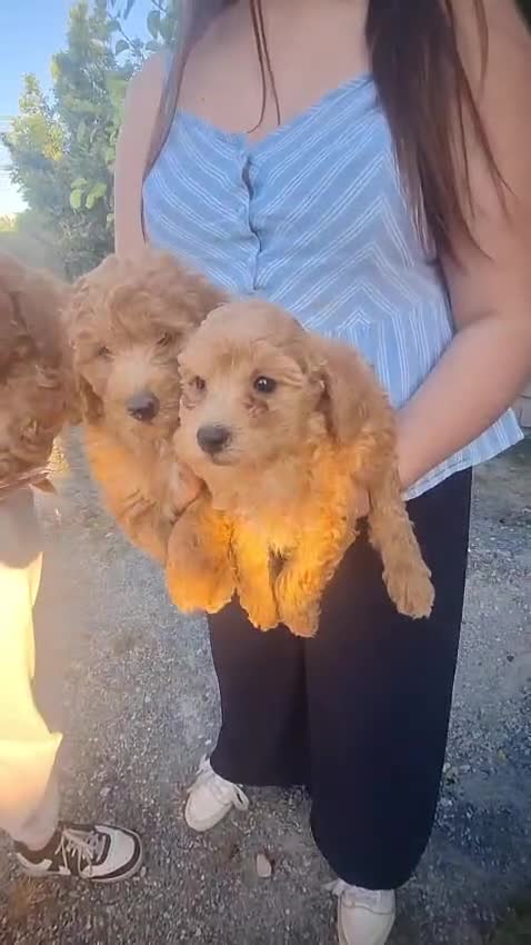 Caniche Enano perros en venta: CANICHE ENANO - Video 1
