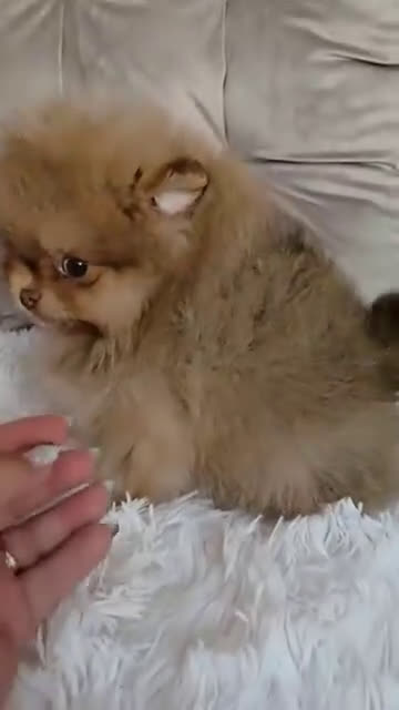 Pomerania perros en venta: CAMADA DE POMERANIA  - Video 1