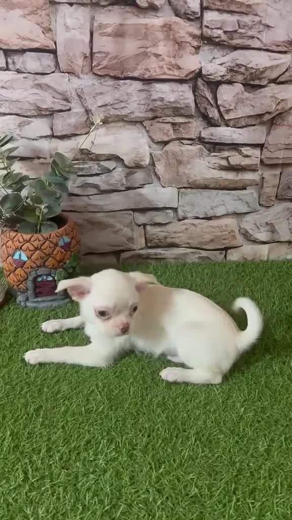 Chihuahua perros en venta: CHIHUAHUA BLANCO PERLA  - Video 1