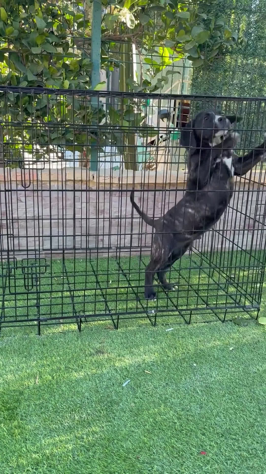 Presa Canario perros en venta: Macho presa canario - Video 1