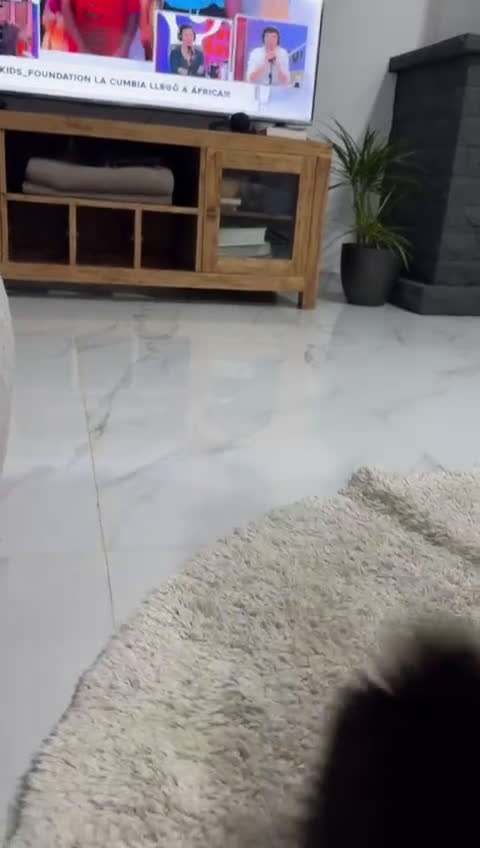 Pomerania perros en venta: Pomerania mini toy black and tan  - Video 1