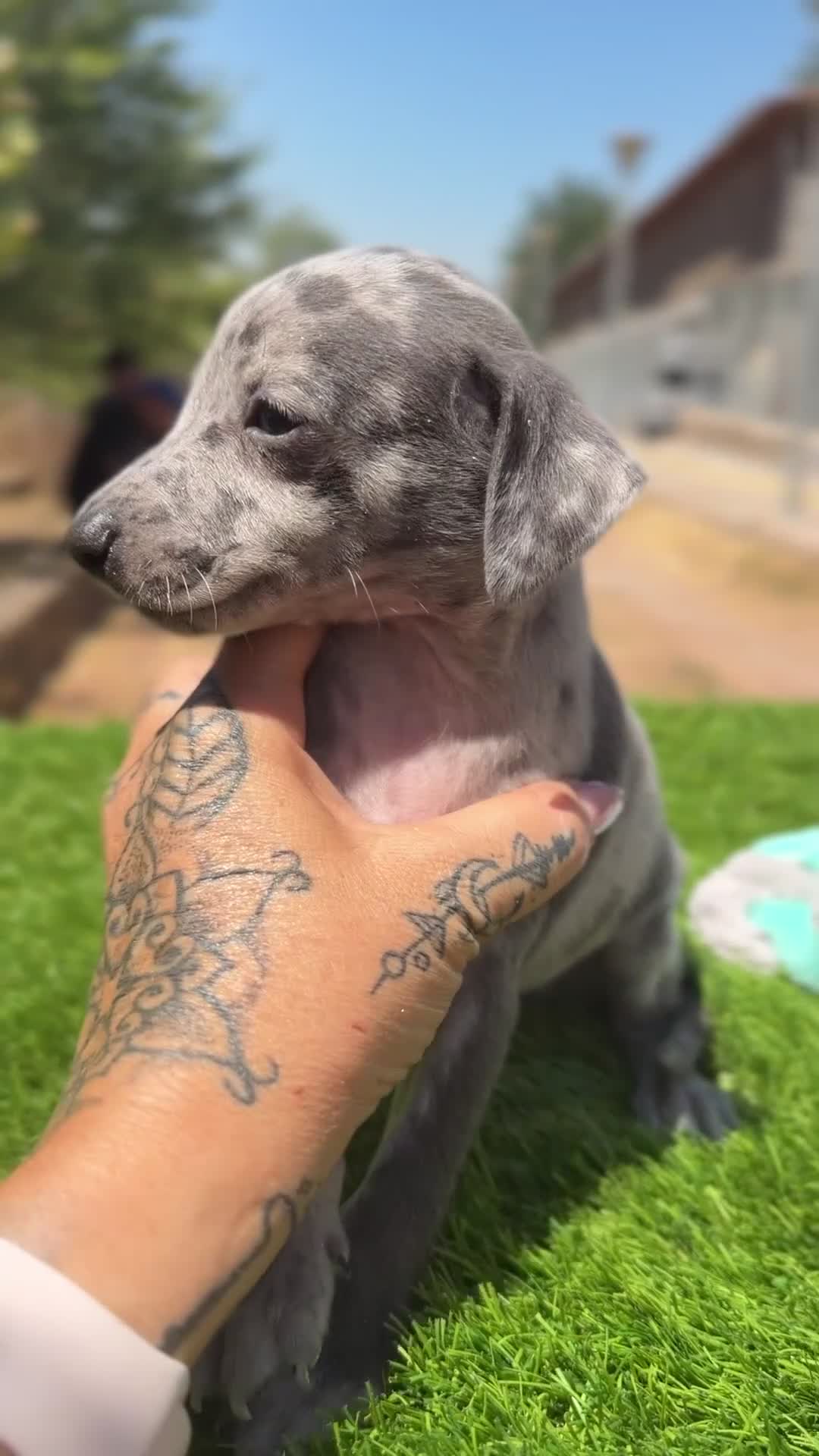 Pequeño Lebrel Italiano perros en venta: Piccolo italiano  - Video 1