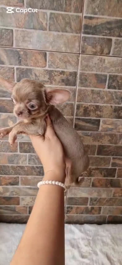 Chihuahua perros en venta: Hembrita Chihuahua Miniatura  - Video 1