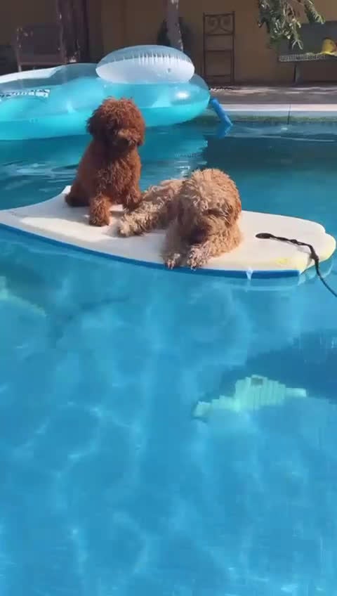 Caniche Toy perros en venta: Hembra asiática roja - Video 1