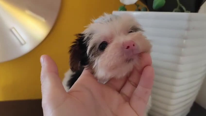 Biewer Yorkshire Terrier a la Pom Pon perros en venta: Yorkshire biewer toy - Video 2