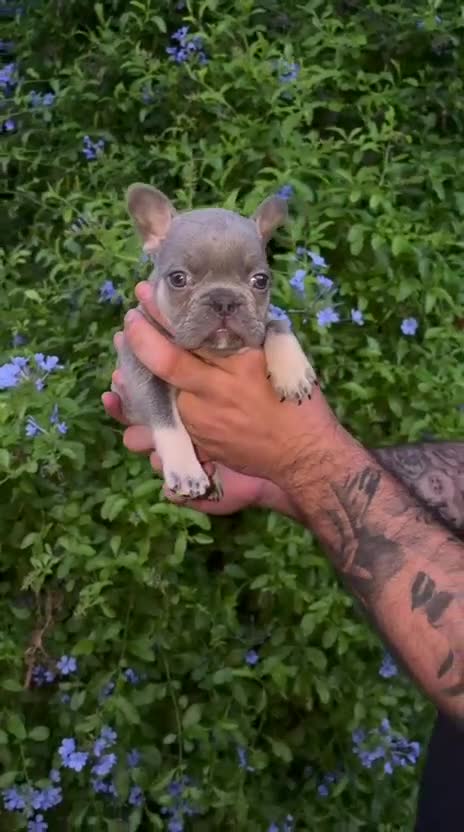 Bulldog Francés perros en venta: ✨ CAMADA EXCLUSIVA | LILAC & TAN ✨ - Video 1