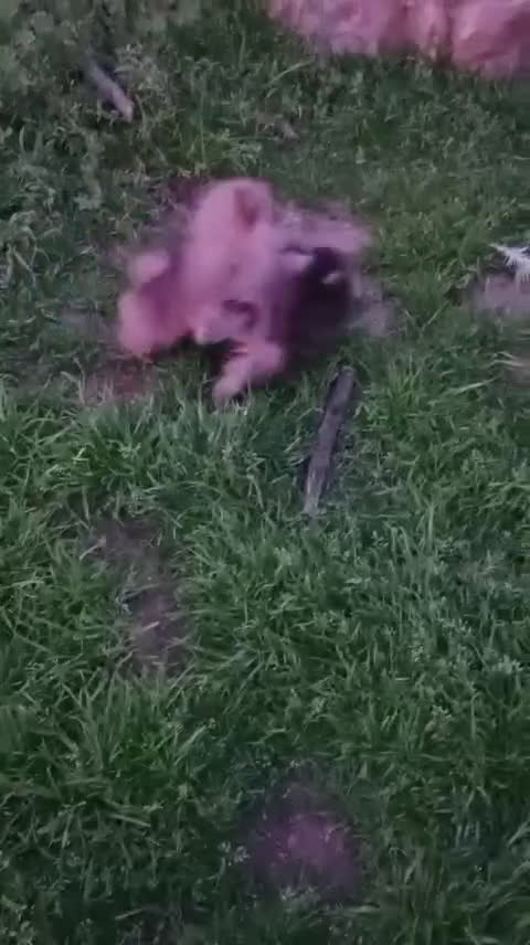 Pomerania perros en venta: Camada de Pomerania en Granada - Video 4