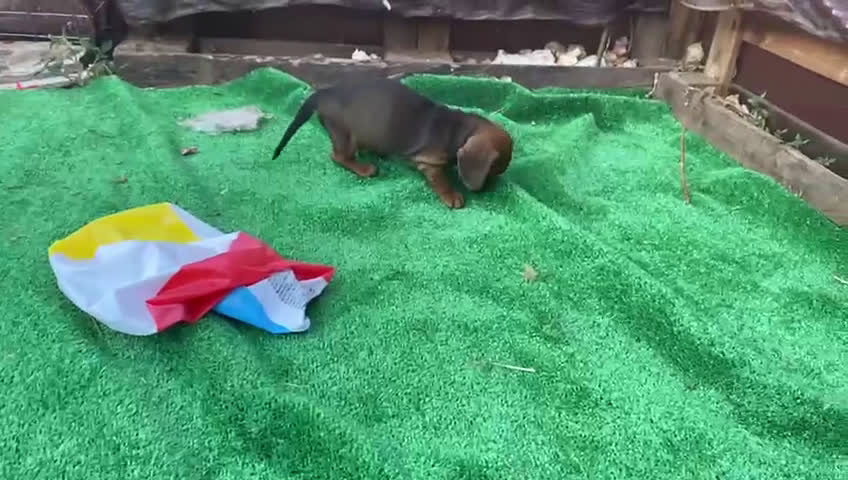 Teckel perros en venta: Camada disponible de Tekel  - Video 1