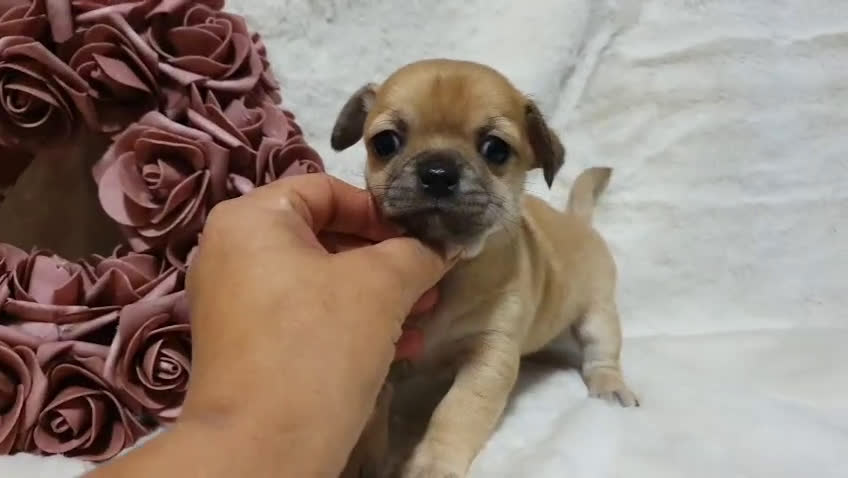 Chihuahua perros en venta: Perro Chihuahua  - Video 3