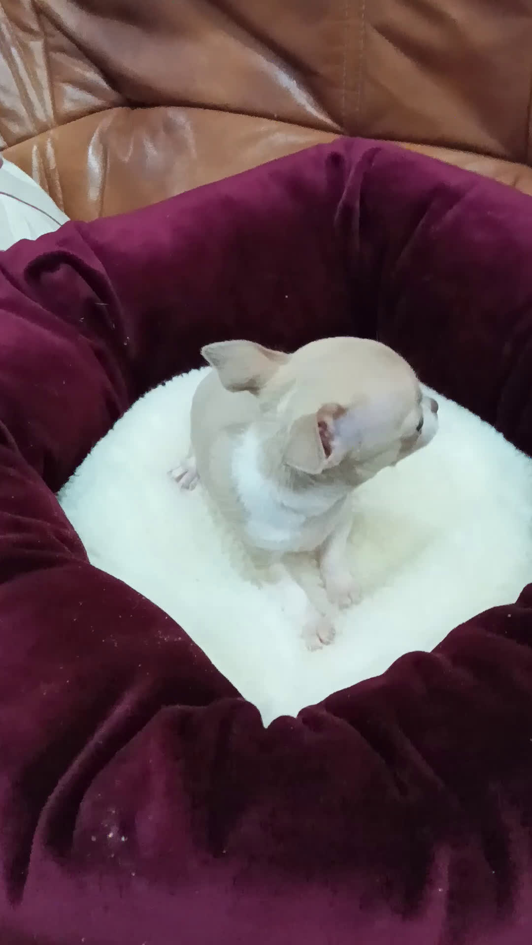 Chihuahua perros en venta: Chihuahua toy - Video 1