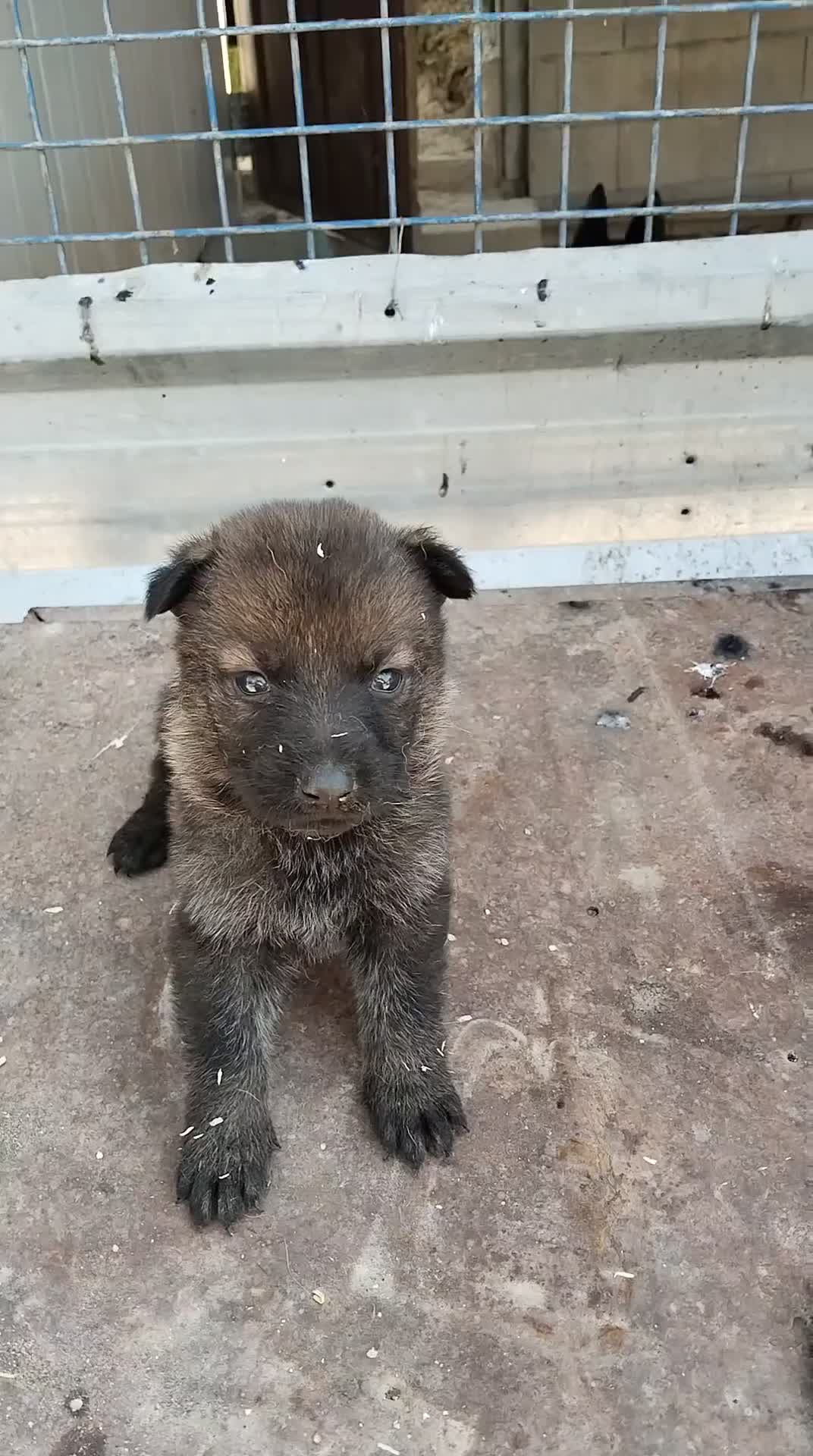 Pastor Alemán perros en venta: Disponible 5 hembras de Pastor alemán  - Video 5
