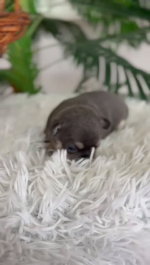 Chihuahua perros en venta: CHIHUAHUA BLUE - Video 2