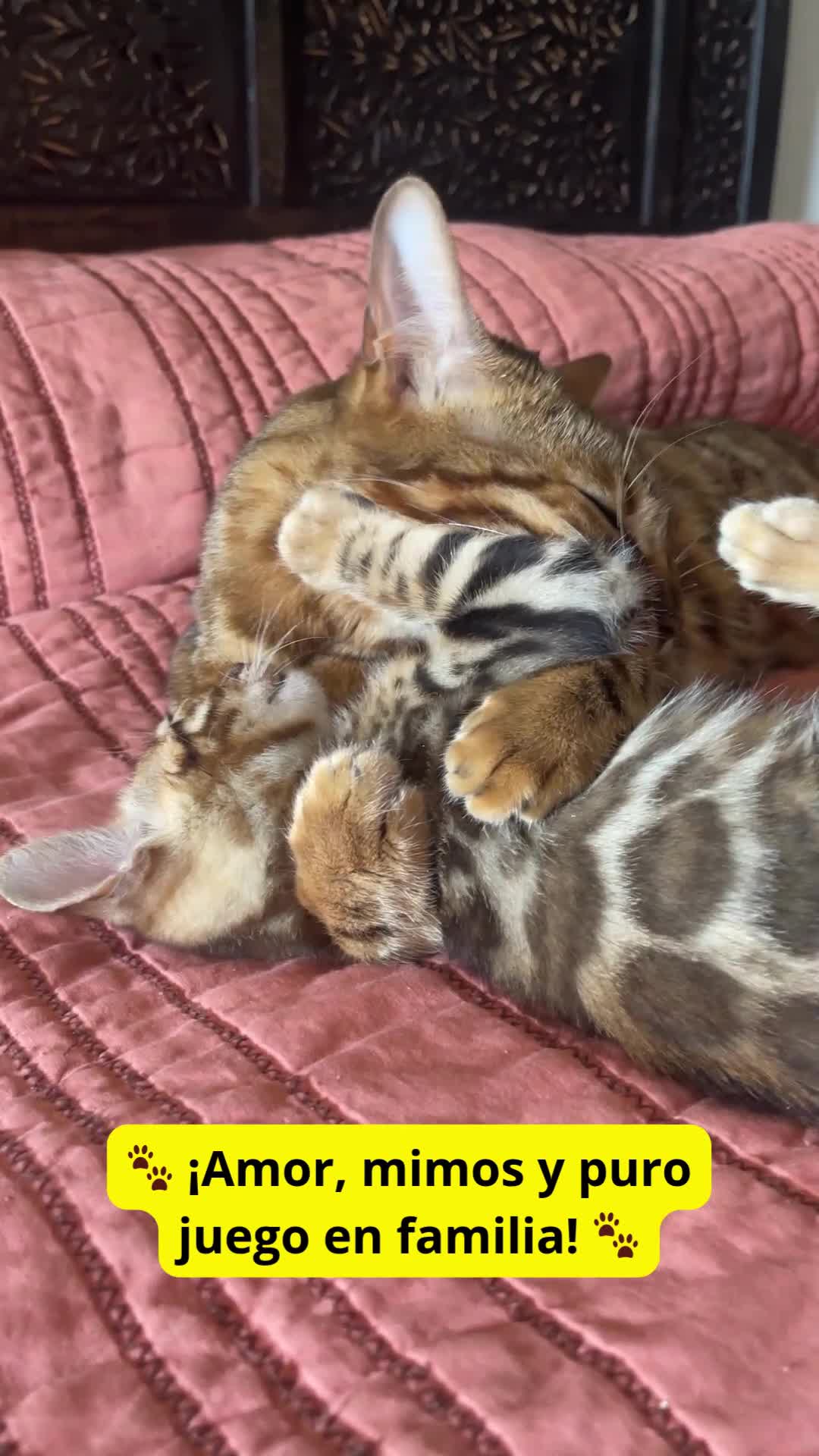 Bengalí gatos en venta: Gata Bengalí – Alta Genética y Crianza Premium - Video 1