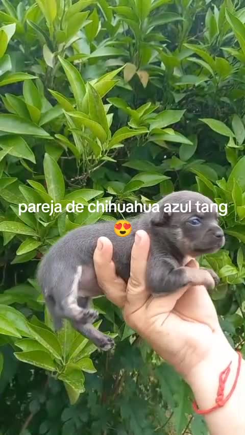 Chihuahua perros en venta: Pareja de chihuahua blue tang - Video 1