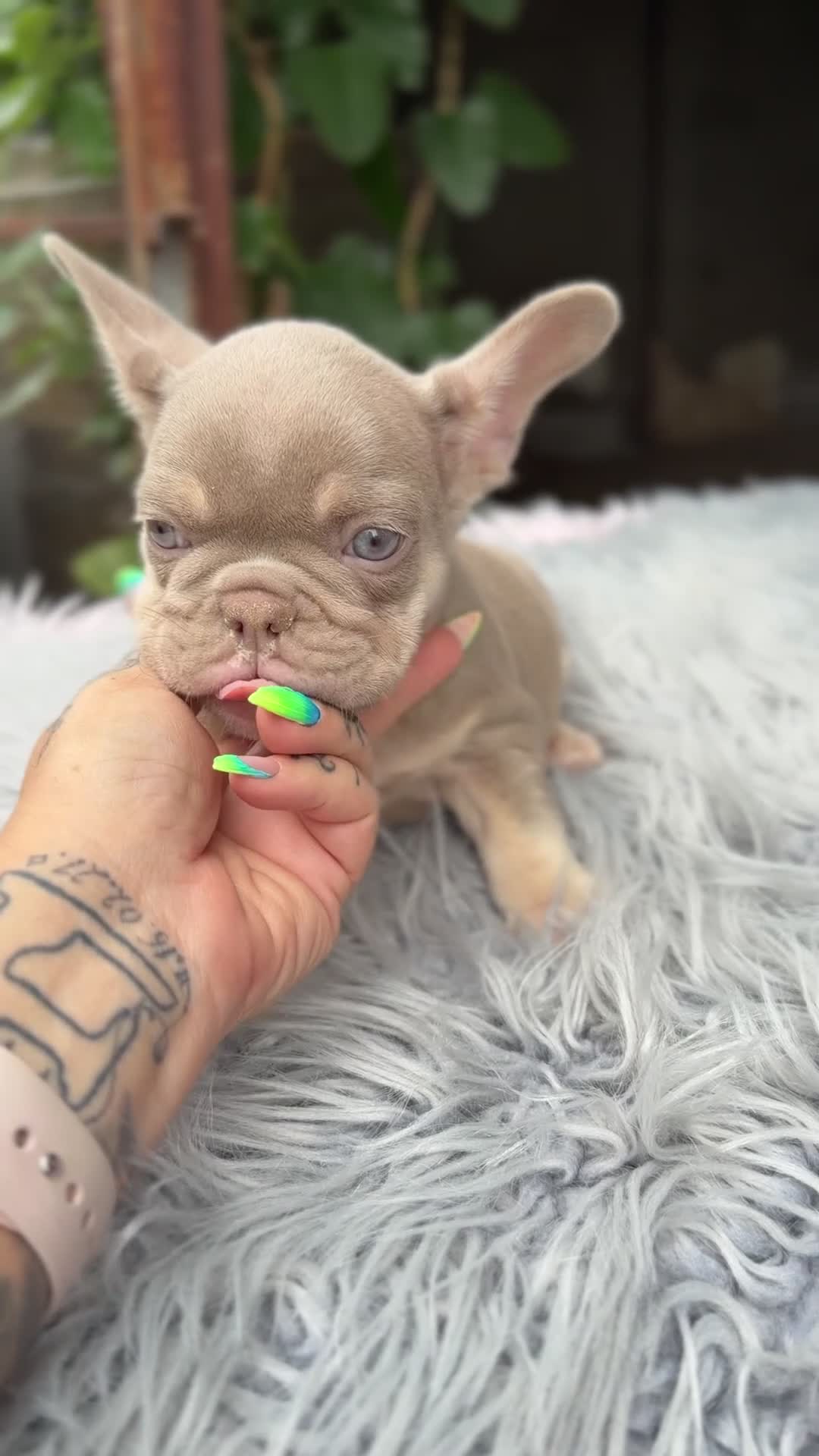 Bulldog Francés perros en venta: Bulldog francés ojos azules  - Video 3