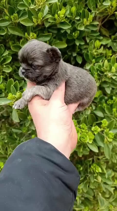 Chihuahua perros en venta: Chihuhua pelo largo  - Video 1