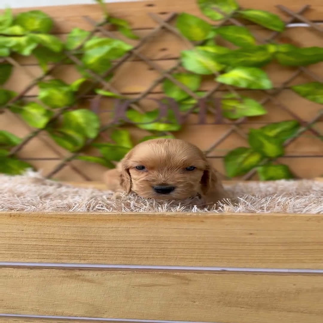 Cocker Spaniel Inglés perros en venta: Camada de Zaida  - Video 3