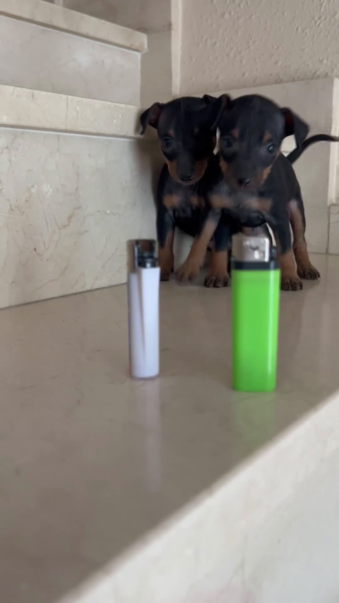 Pinscher Miniatura perros en venta: Mini Pincher Minis Minis Minis Calidad - Video 2