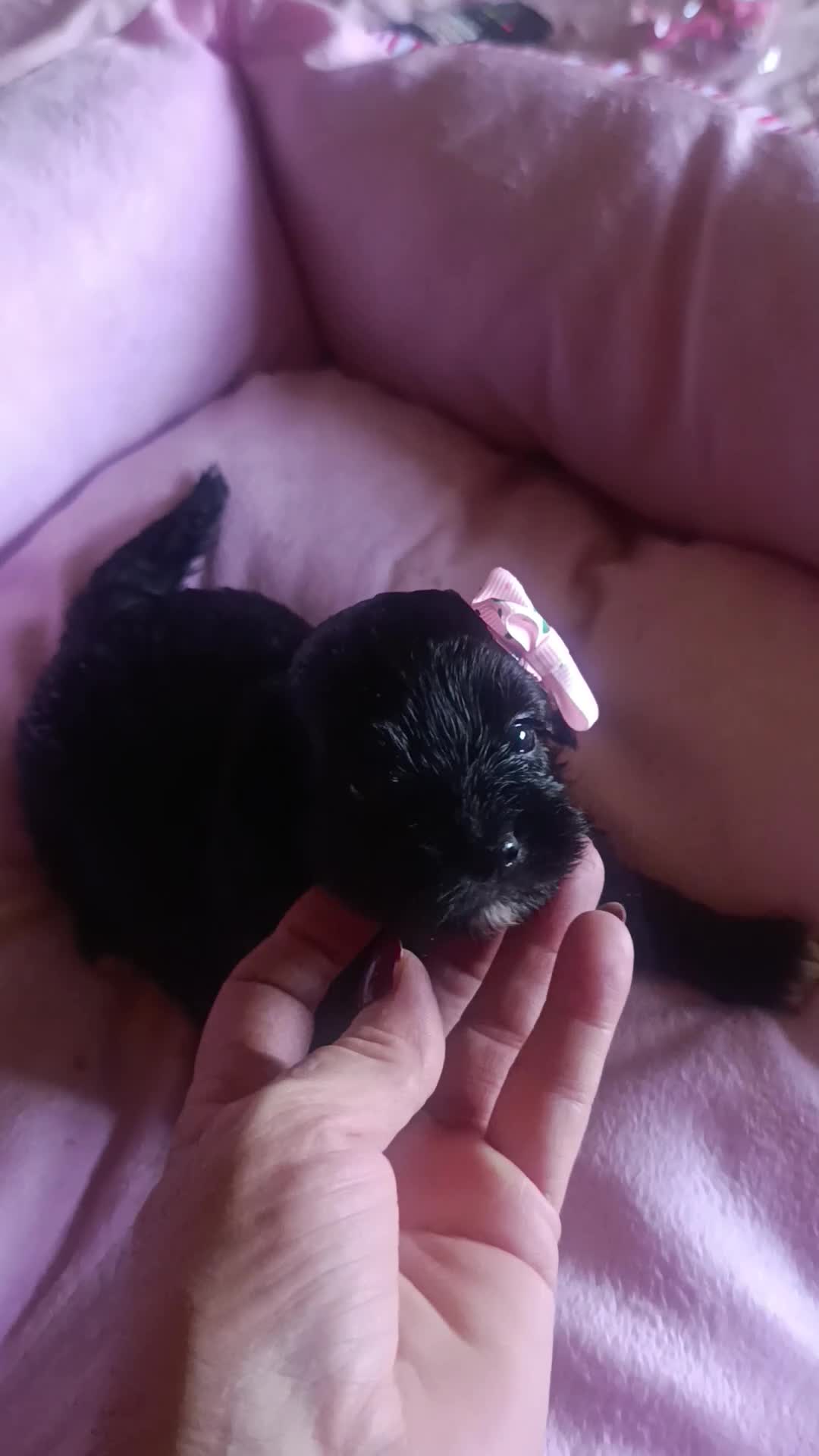 Maltipoo perros en venta: MALTIPOO HEMBRA NEGRA EXCLUSIVA - Video 1