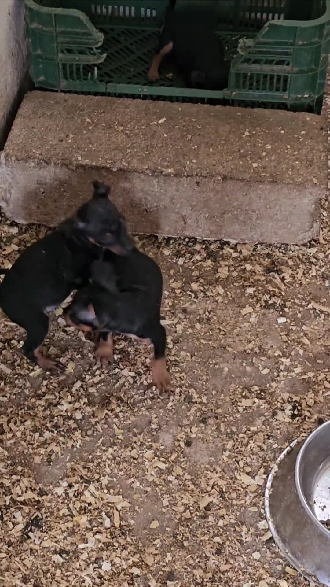 Pinscher Miniatura perros en venta: Lindos mini pincher  - Video 1