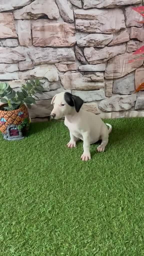Jack Russell Terrier perros en venta: JACK RUSSELL MINI - Video 3