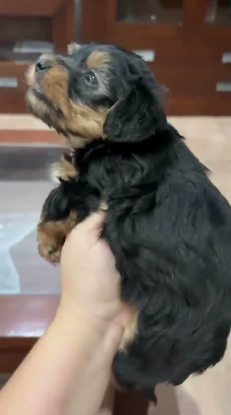 Yorkshire Terrier perros en venta:  🐾 YORKSHIRE en Cantabria - Video 1