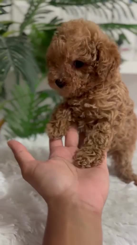 Caniche Toy perros en venta: CANICHE TOY-LISTA PARA ENTREGAR - Video 2