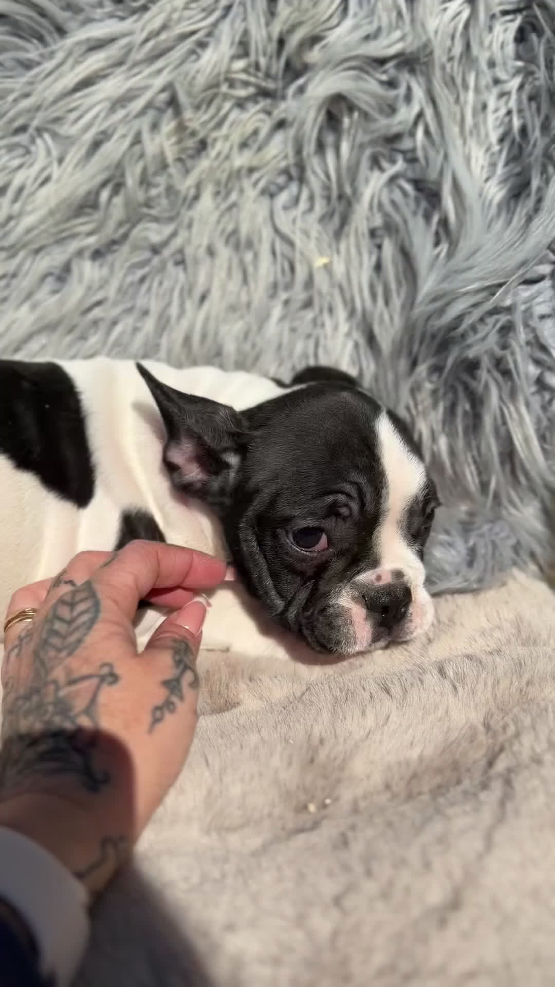 Bulldog Francés perros en venta: Bulldog macho  bulldog Frances vaca  - Video 1